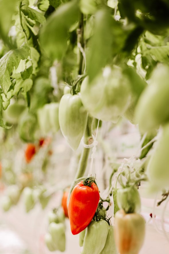 Tomates : ICS propose des variétés adaptées à votre projet