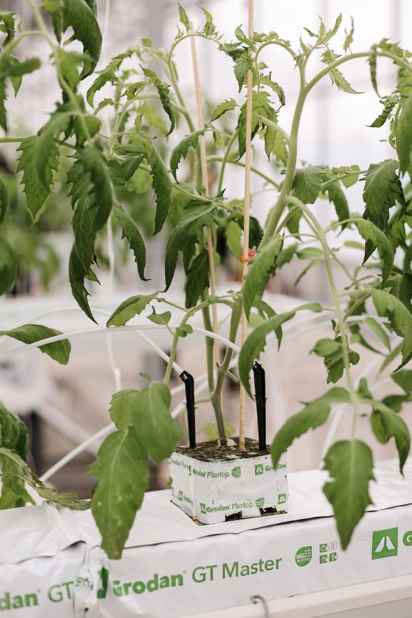 Tomates : ICS propose des variétés adaptées à votre projet