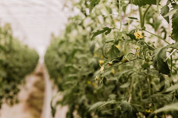 Tomates : ICS propose des variétés adaptées à votre projet