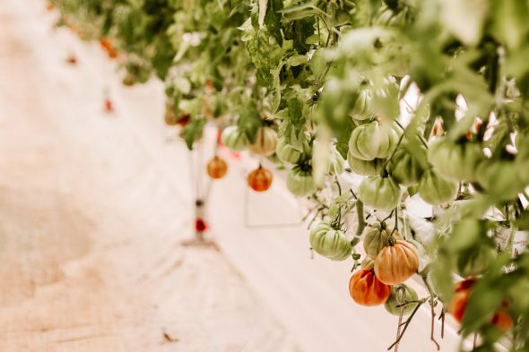 La tomate 🍅 – Goutez le Québec